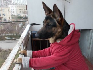 Немецкая овчарка на балконе