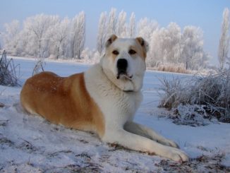 САО (Алабай) лежит на земле