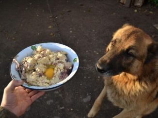 каша для овчарки