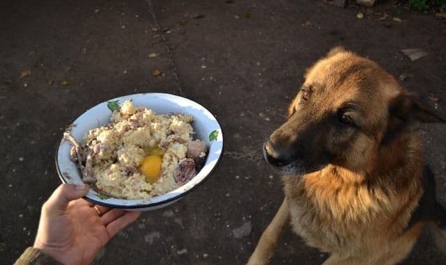 каша для овчарки каша для овчарки