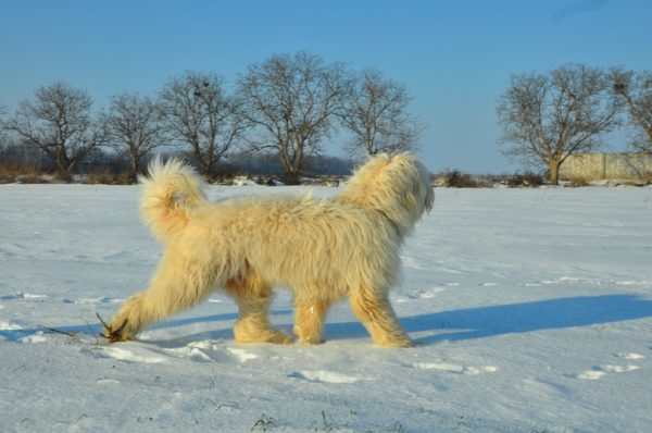 Южнорусская овчарка окрас белый с желтоватым отливом Южнорусская овчарка зимой