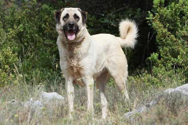 Внешний вид турецкого кангала Внешний вид анатолийской овчарки