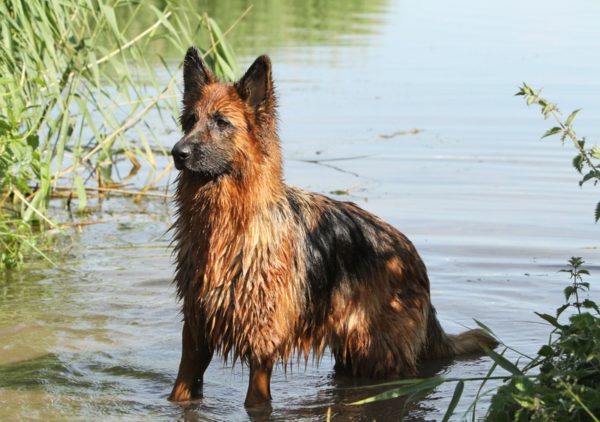 Немецкая овчарка в водоеме Немецкая овчарка в водоеме