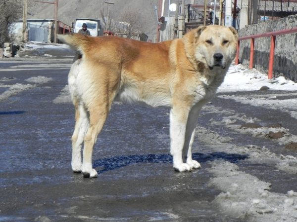 Внешний вид грузинской овчарки Внешний вид грузинской овчарки