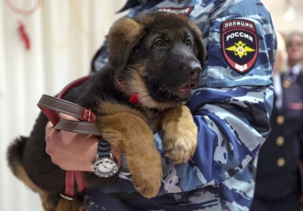 Щенок вео на руках у милиционера Щенок вео на руках у милиционера